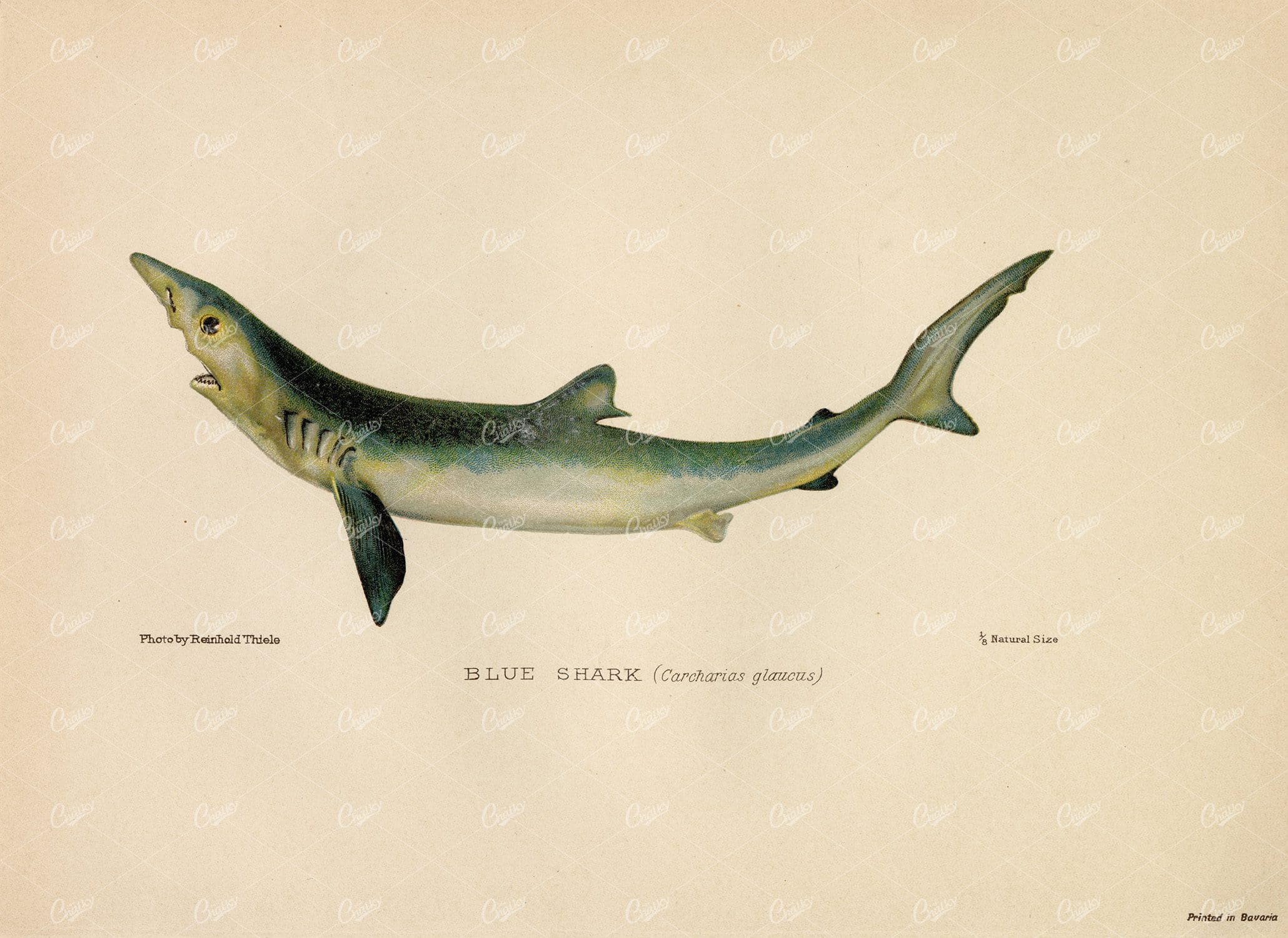 BLUE SHARK (Carcharias Glaucus) - Vintage Coloured Print 1904