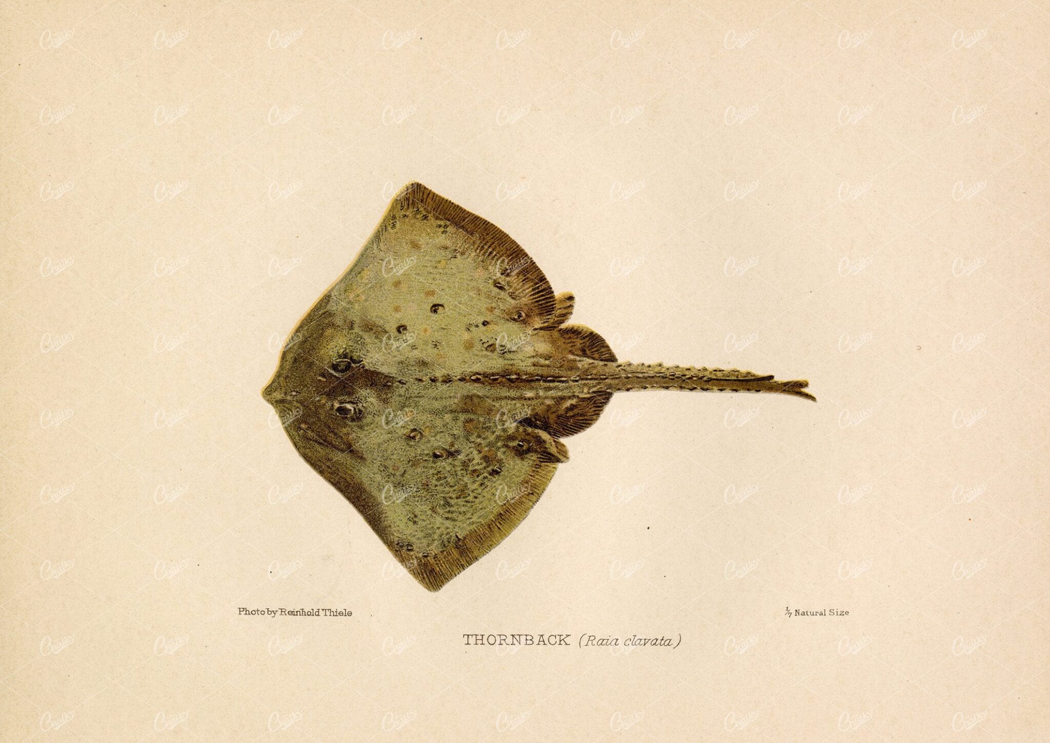THORNBACK (Raia Clavata) - 1904 Vintage Coloured Print