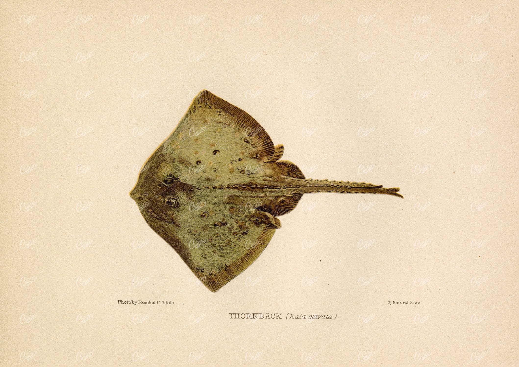 THORNBACK (Raia Clavata) - 1904 Vintage Coloured Print