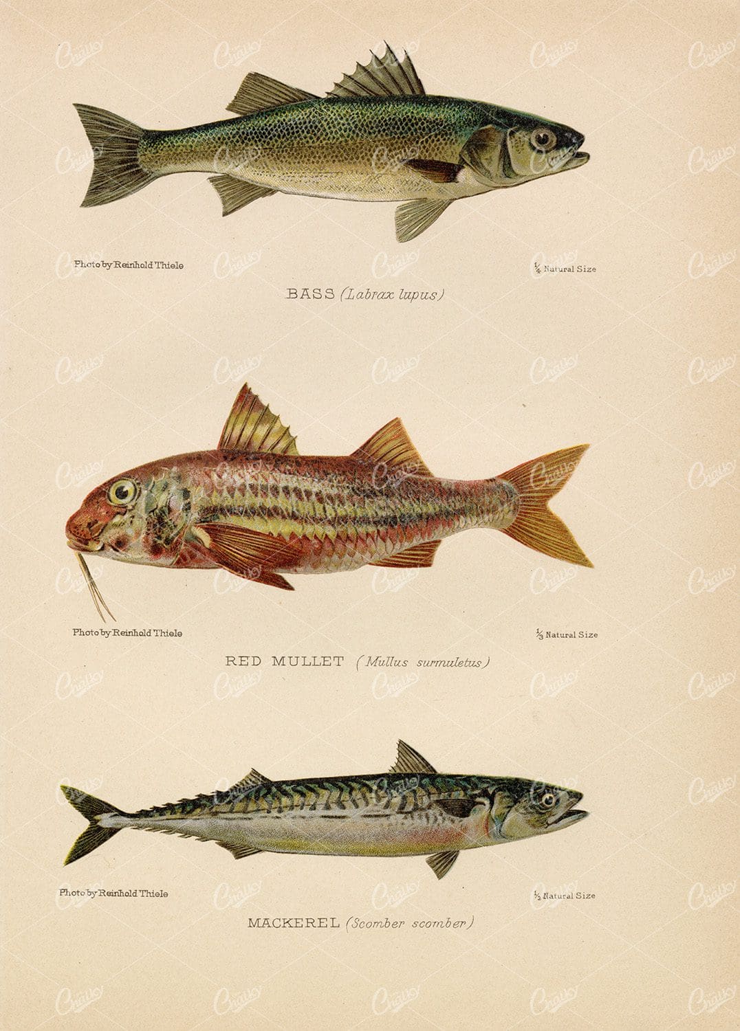 BASS, Red Mullet and Mackerel - Vintage 1904 Coloured Print