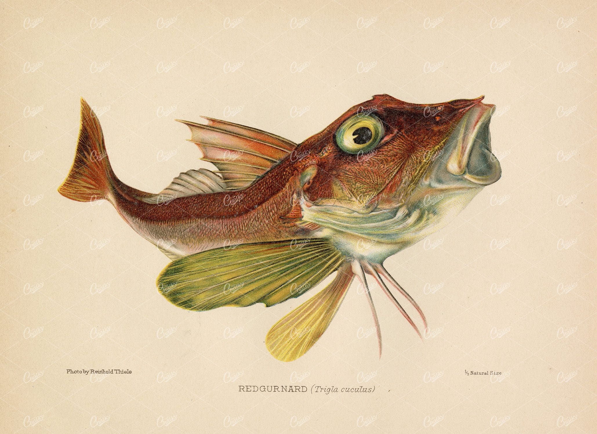 RED GURNARD (Trigla Cuculus) - Beautiful Coloured Vintage 1904 Print