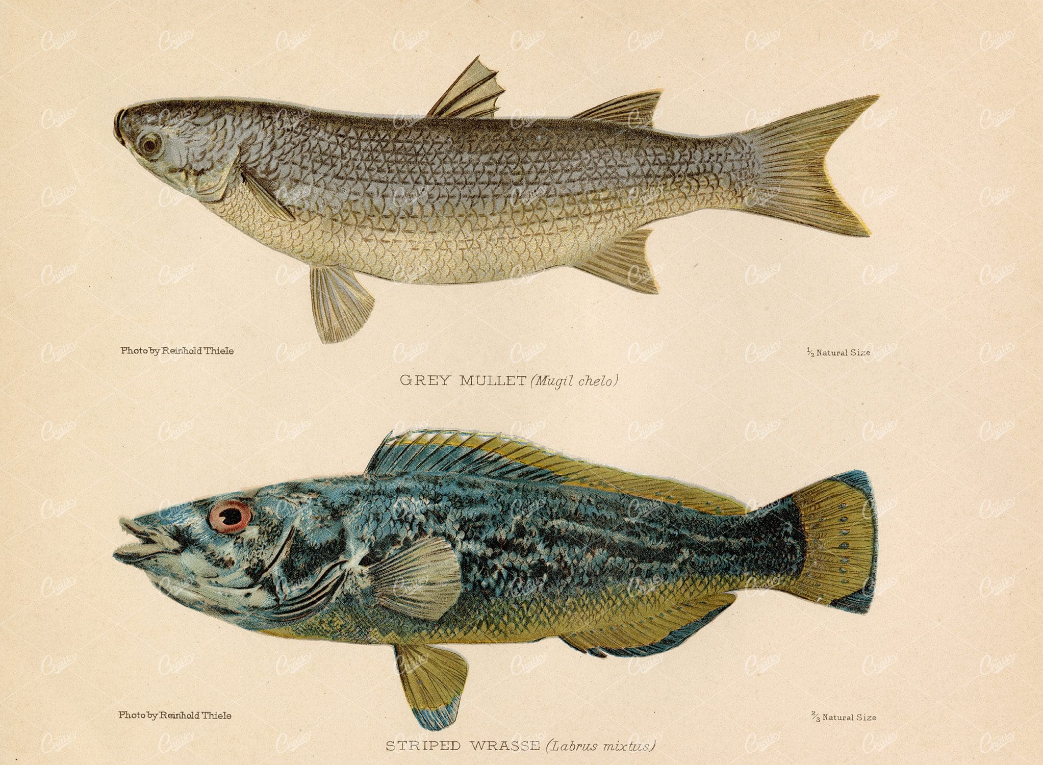 GREY MULLET and Striped Wrasse - 1904 Vintage Coloured Print