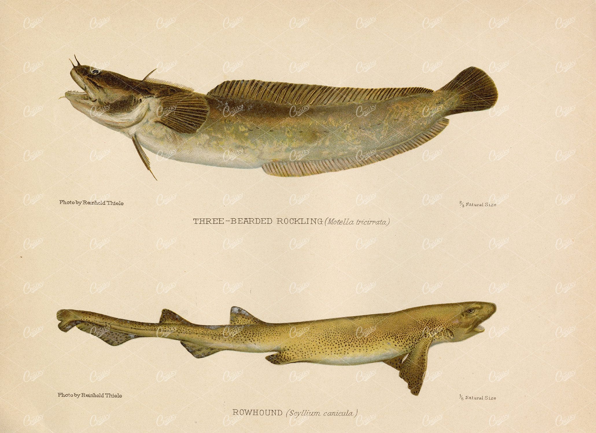 ROWHOUND and Three-Bearded Rockling - 1904 Vintage Coloured Print