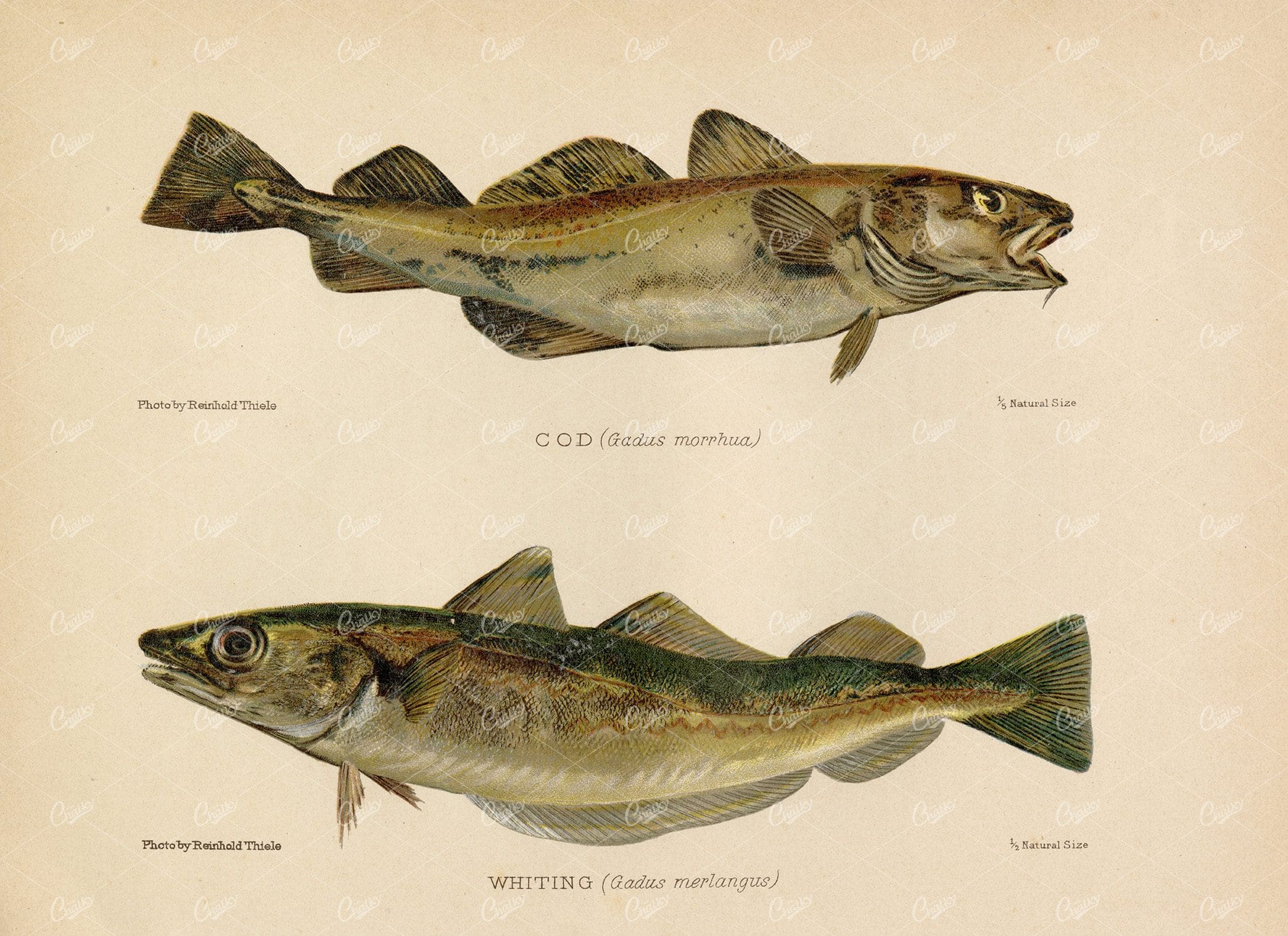 COD and Whiting - Beautiful Vintage Coloured Fish Print