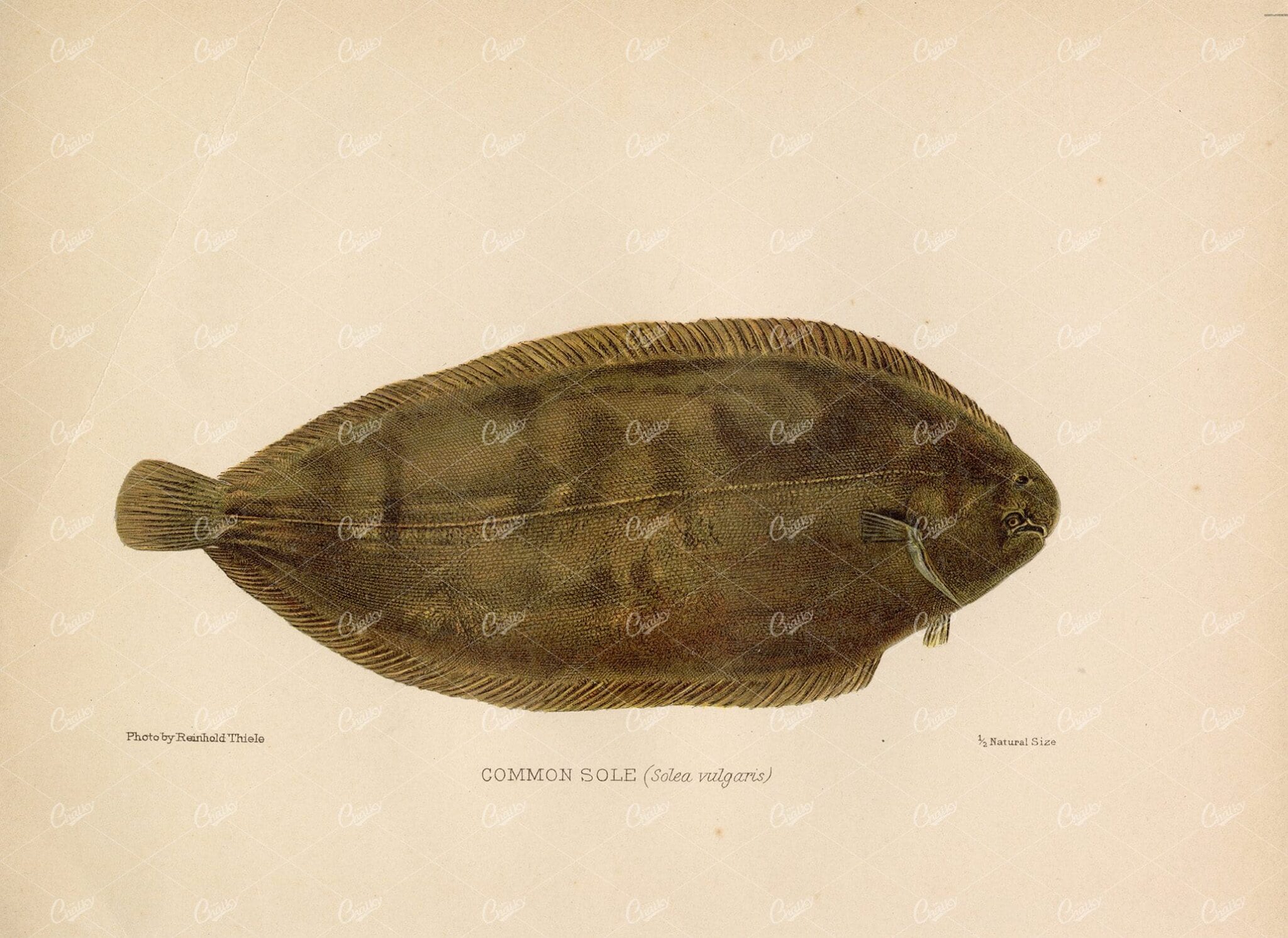 COMMON SOLE (Solea Vulgaris) - Vintage Coloured Fish Print