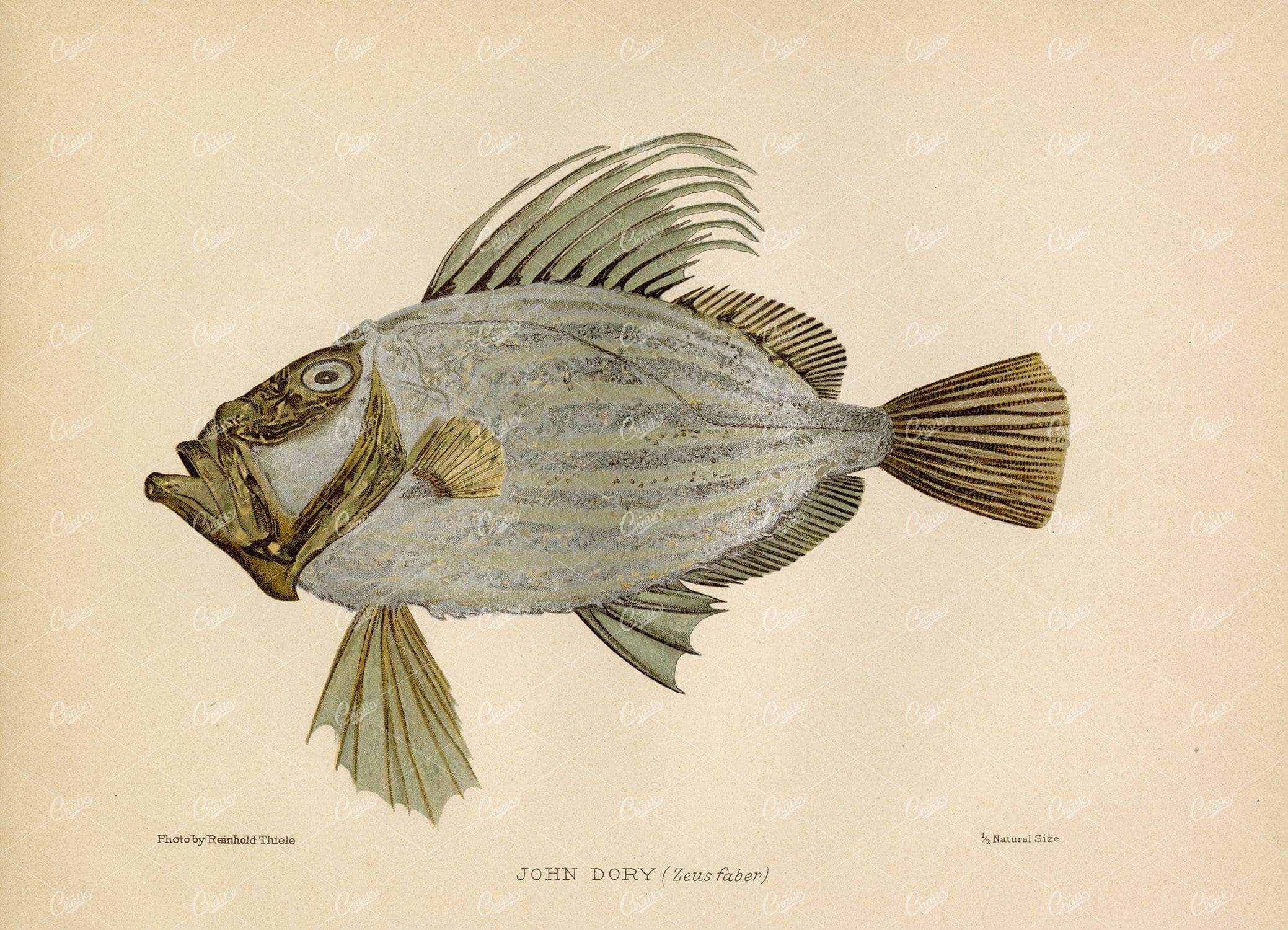 JOHN DORY (Zeus Faber) 1904 Vintage Coloured Fish Print