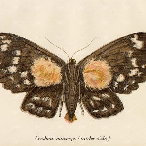 Vintage Coloured Print of the Crishna Macrops Moth (Under side) - 1896