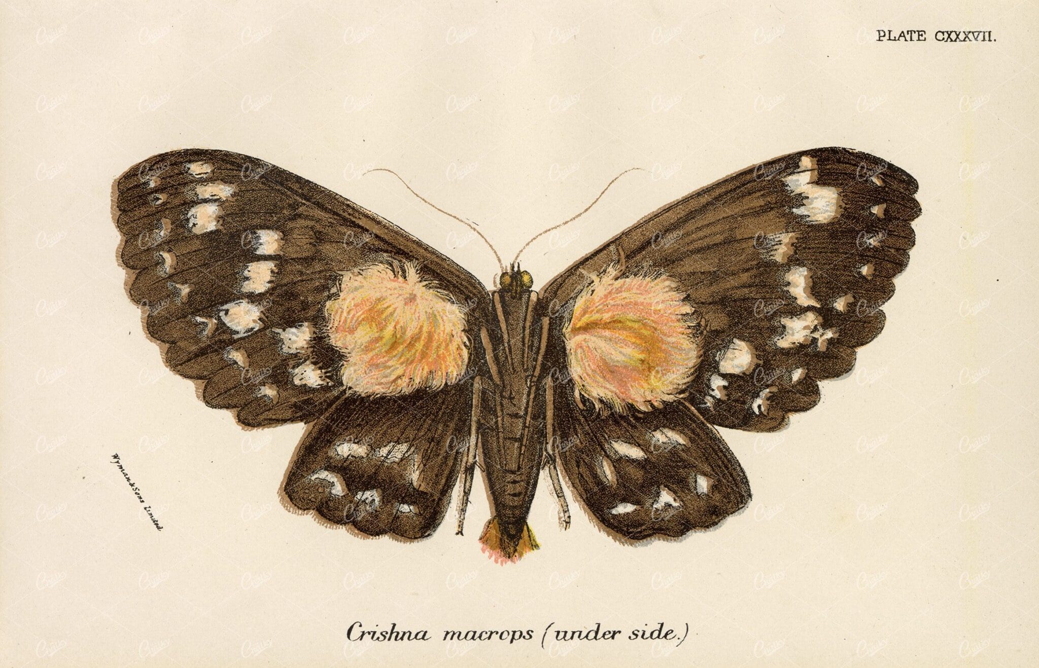 Vintage Coloured Print of the Crishna Macrops Moth (Under side) - 1896