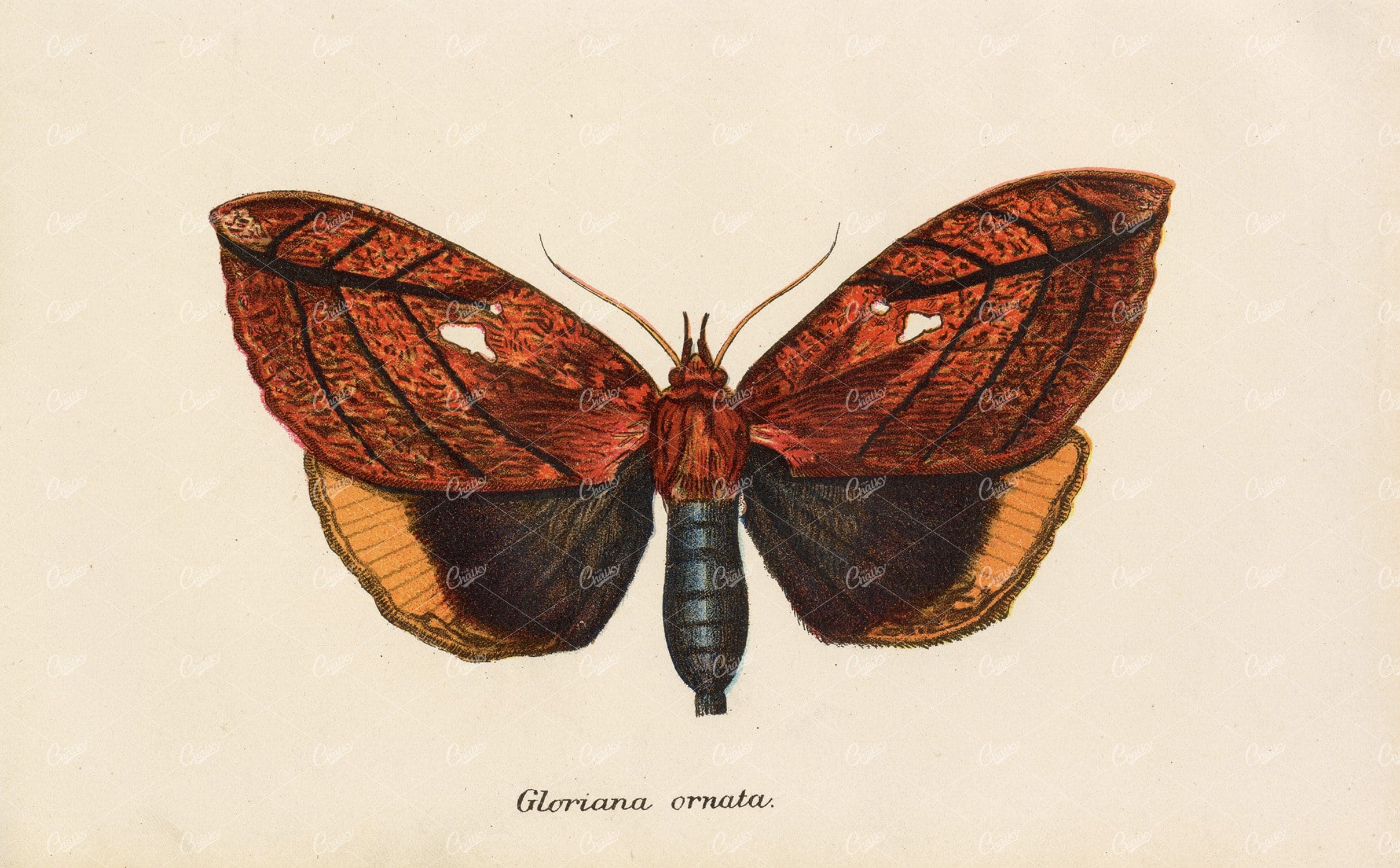 Vintage Coloured Print of Gloriana Ornata Moth - 1896