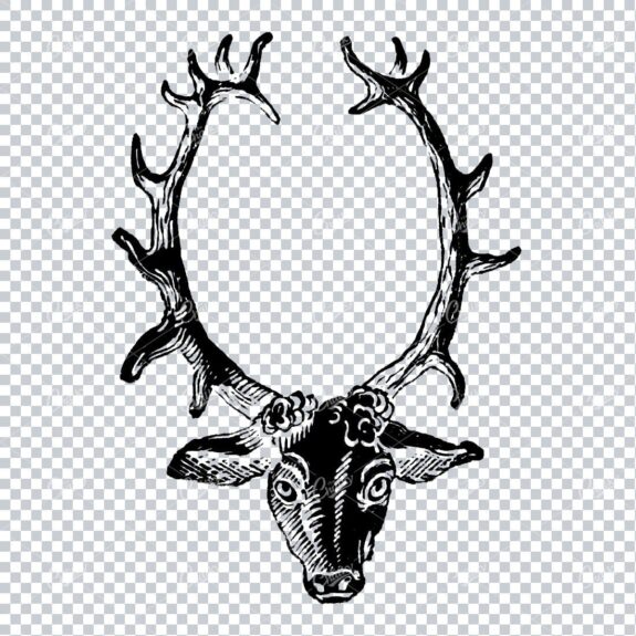 Etched Illustration of a Stag and its Horns