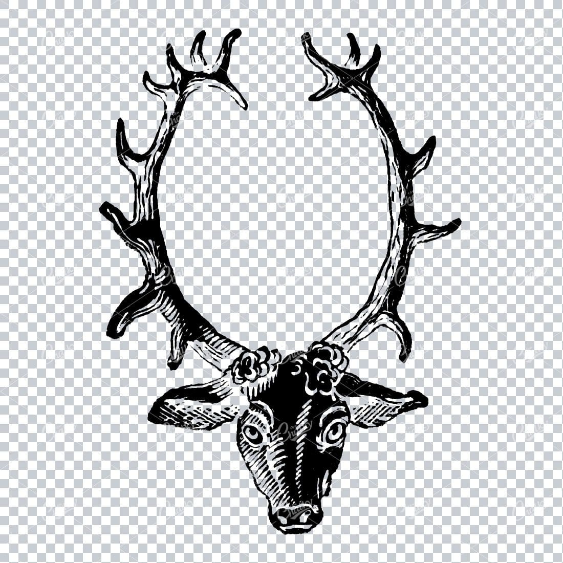 Etched Illustration of a Stag and its Horns