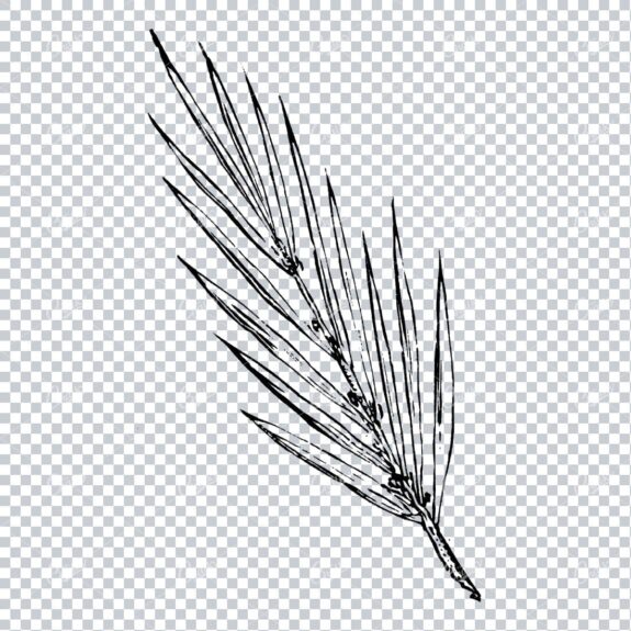 Straight Branch with Leaves Illustration