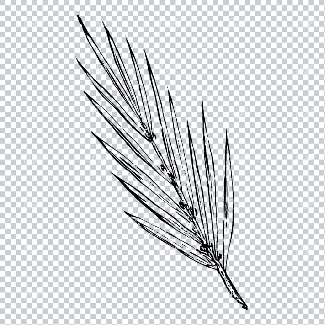 Straight Branch with Leaves Illustration