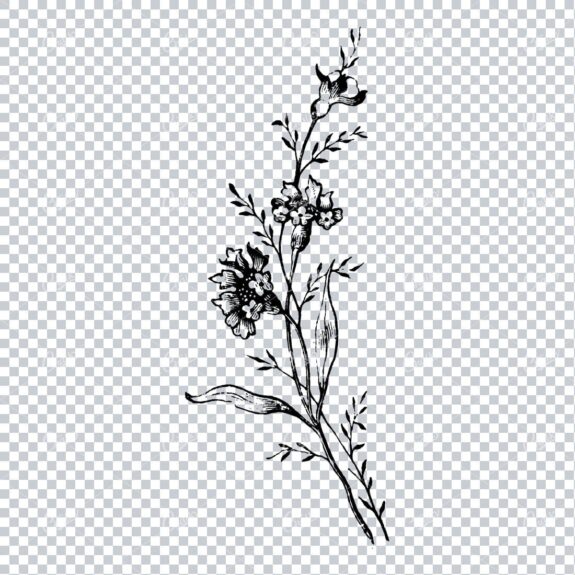 Delicate Botanical Illustration of a Plant with Flower Heads and Buds