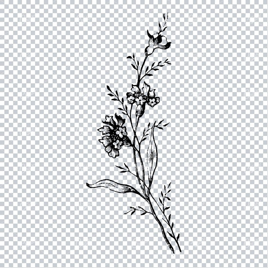 Delicate Botanical Illustration of a Plant with Flower Heads and Buds