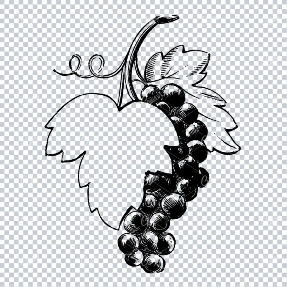 Vintage Fruit Line Art Illustration - Grape and Large Grape Leaf