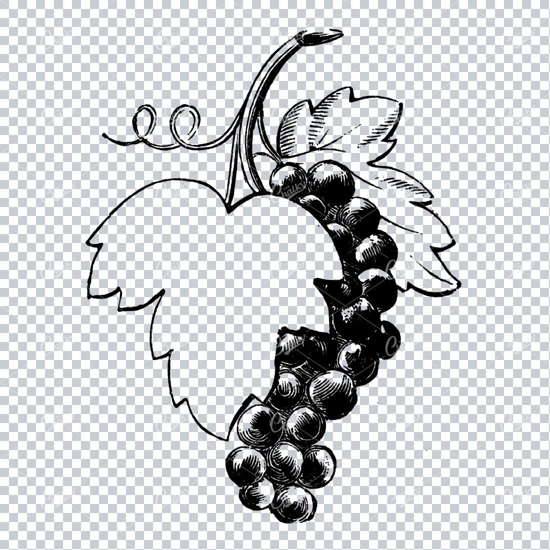 Vintage Fruit Line Art Illustration - Grape and Large Grape Leaf