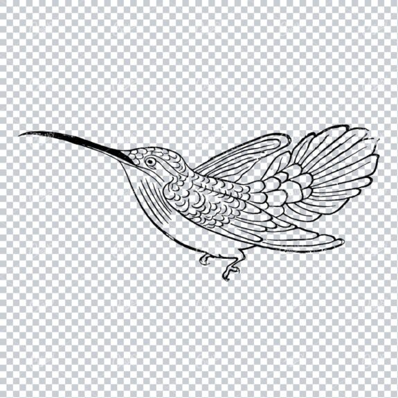 Antique Illustration of a Flying Bird No.3