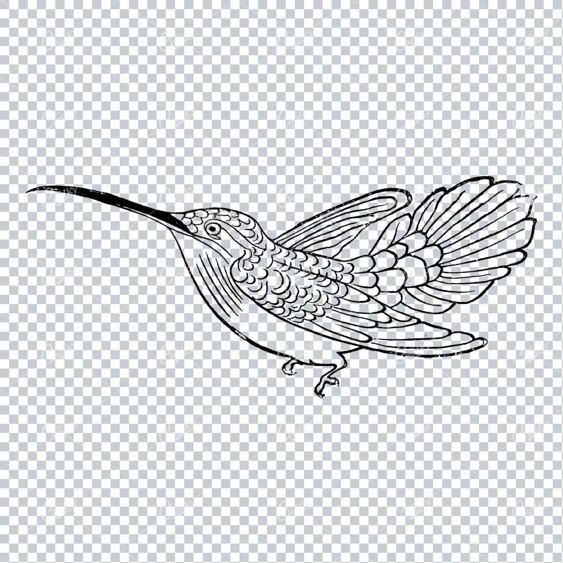 Antique Illustration of a Flying Bird No.3