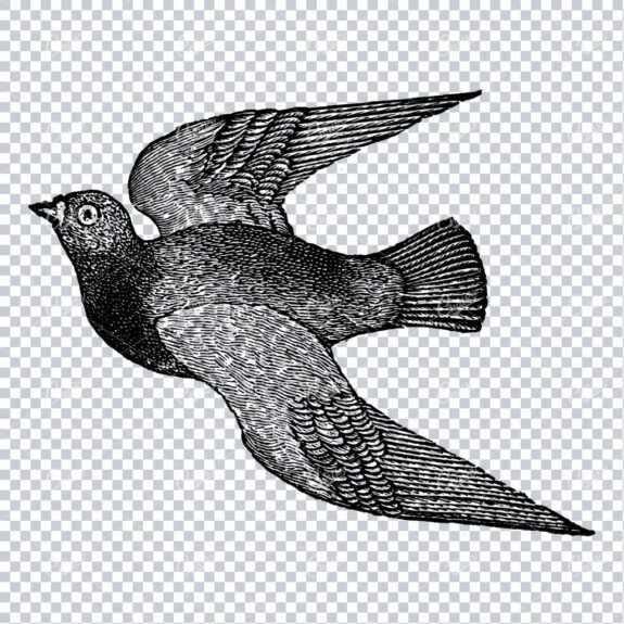 Antique Illustration of a Flying Bird No.5