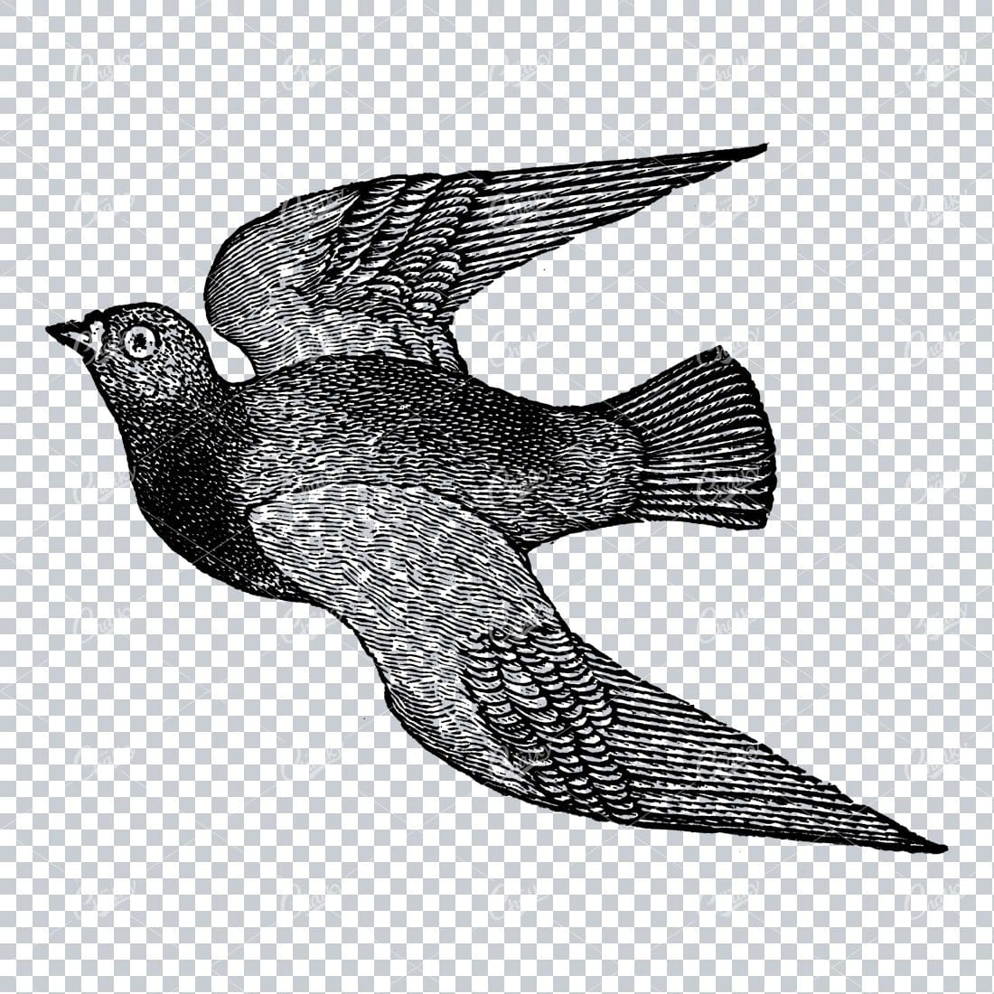 Antique Illustration of a Flying Bird No.5