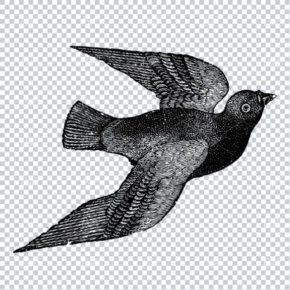 Antique Illustration of a Flying Bird No.6