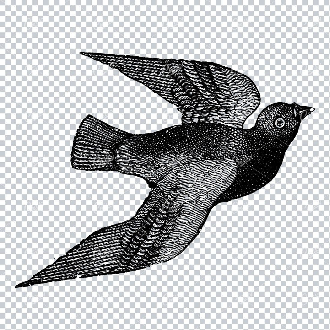 Antique Illustration of a Flying Bird No.6