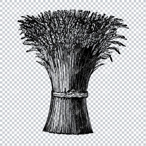 Engraved Illustration of a Bundle / Bunch of Wheat Grass