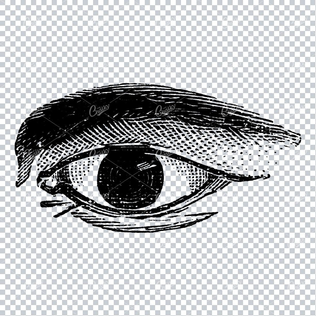 Old Line Art Illustration of the Human Eye No.3