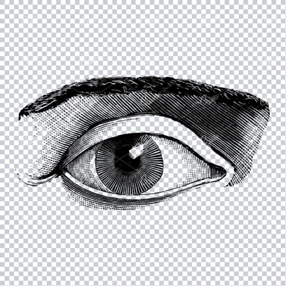Old Line Art Illustration of the Human Eye No.4