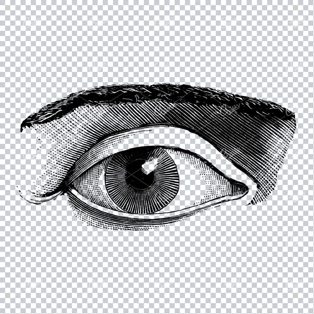 Old Line Art Illustration of the Human Eye No.4