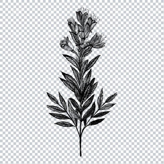 Botanical Line Art Illustration No.1