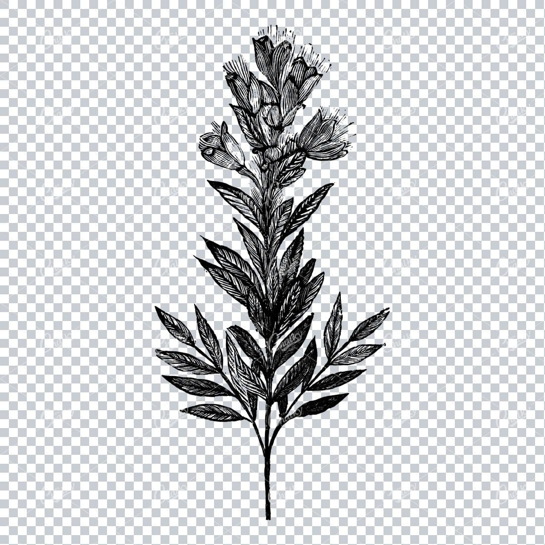 Botanical Line Art Illustration No.1