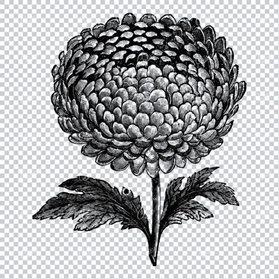Botanical Line Art Illustration No.2