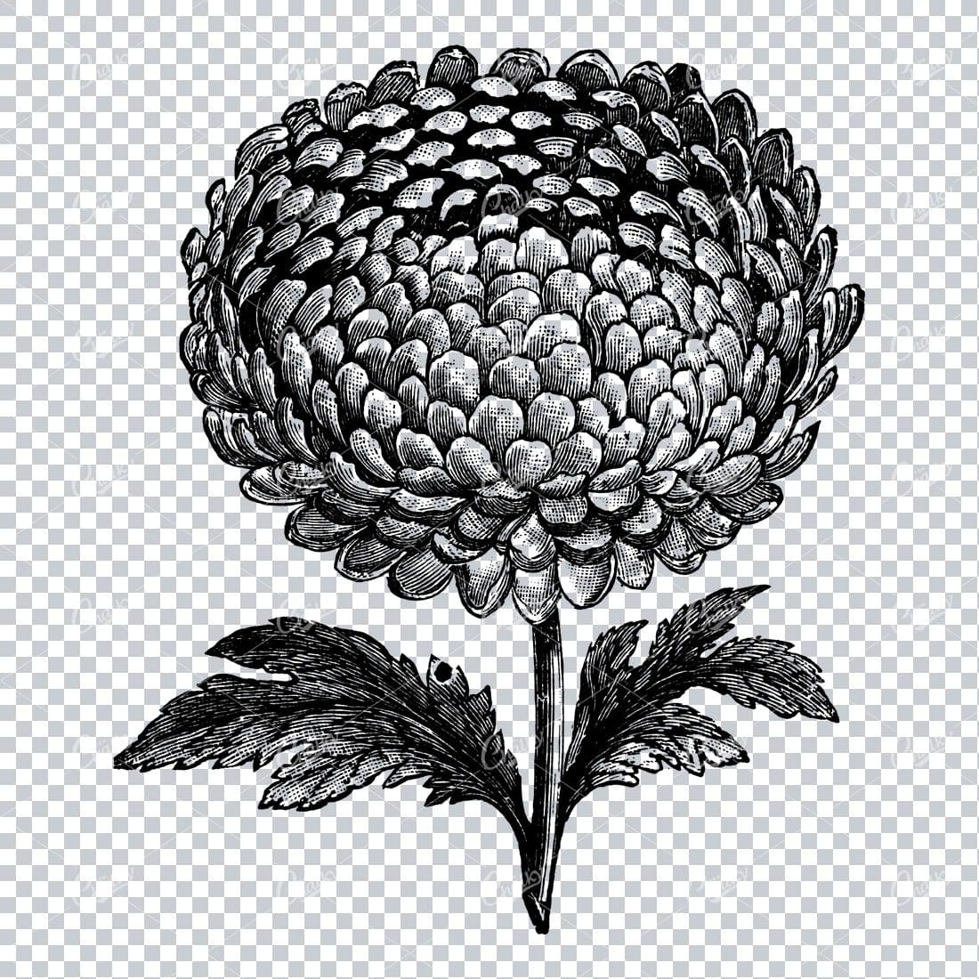 Botanical Line Art Illustration No.2