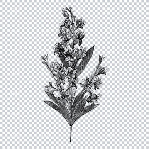 Botanical Line Art Illustration No.4