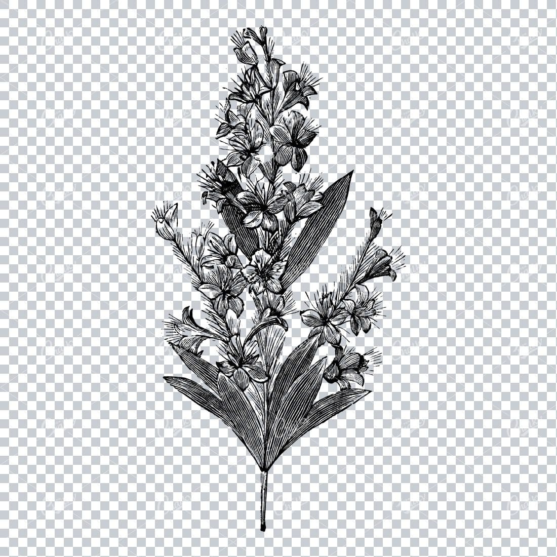 Botanical Line Art Illustration No.4