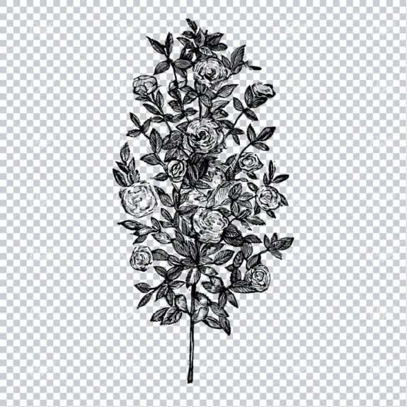 Botanical Line Art Illustration No.5