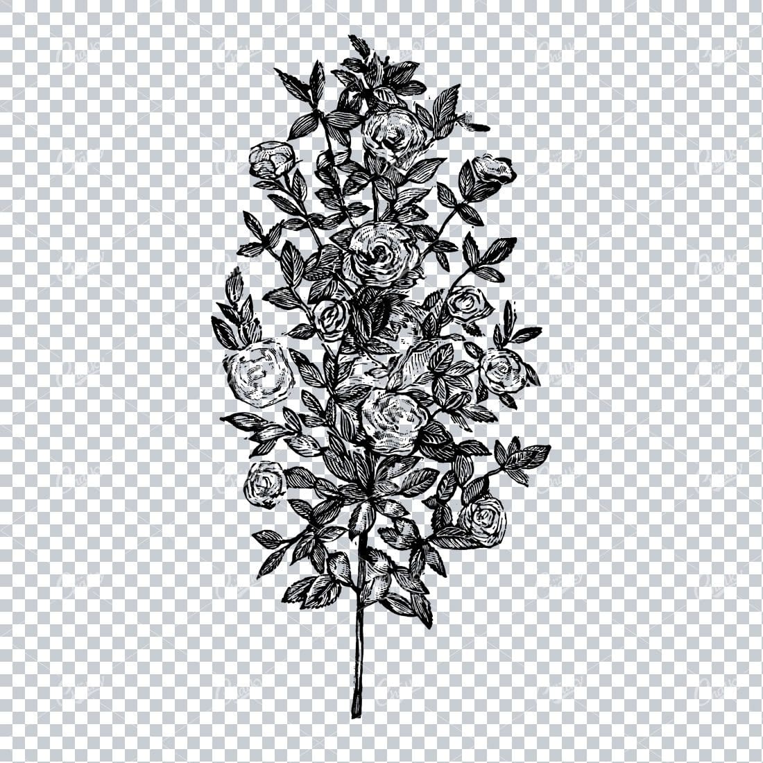 Botanical Line Art Illustration No.5
