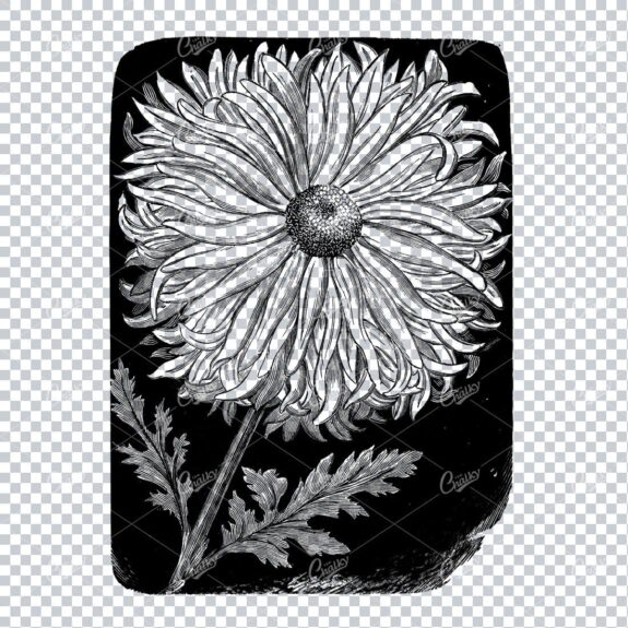 Botanical Line Art Illustration No.7