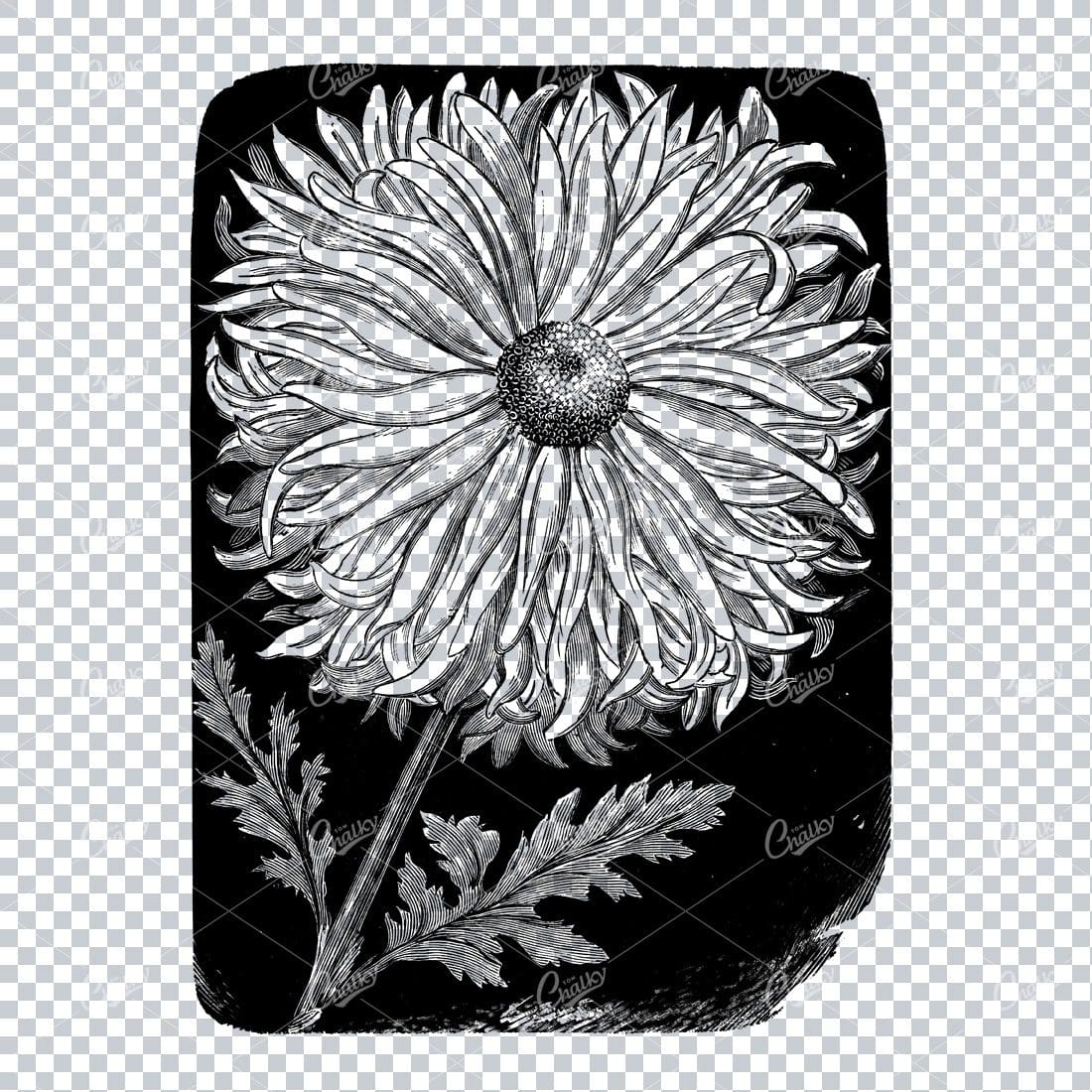 Botanical Line Art Illustration No.7