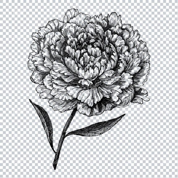 Botanical Line Art Illustration No.8