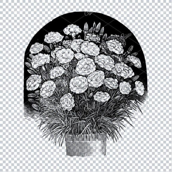 Botanical Line Art Illustration No.9