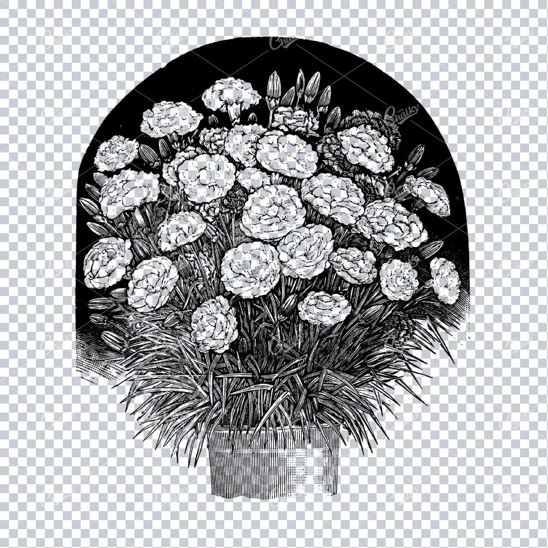 Botanical Line Art Illustration No.9