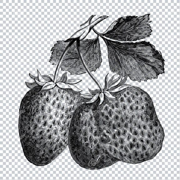 Bontaical Line Art Illustration - Three Strawberries