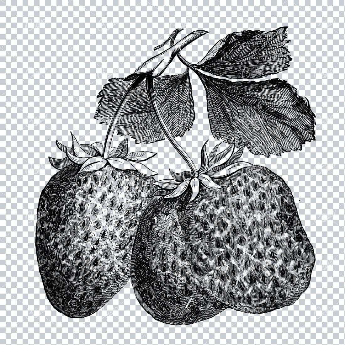 Bontaical Line Art Illustration - Three Strawberries
