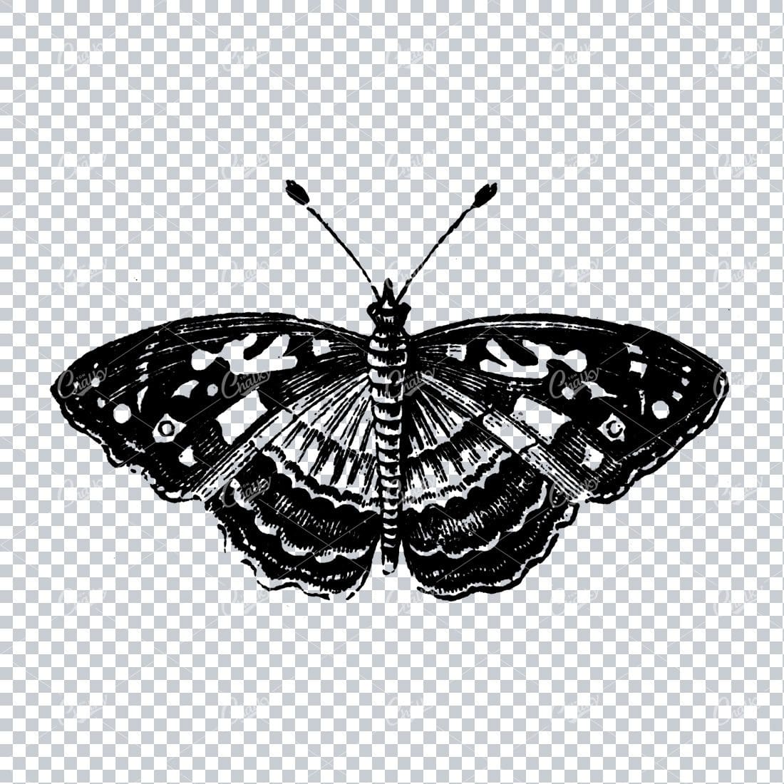 Antique Natural History Line Art Illustration - Moth