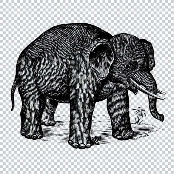 Antique Natural History Line Art Illustration - Elephant