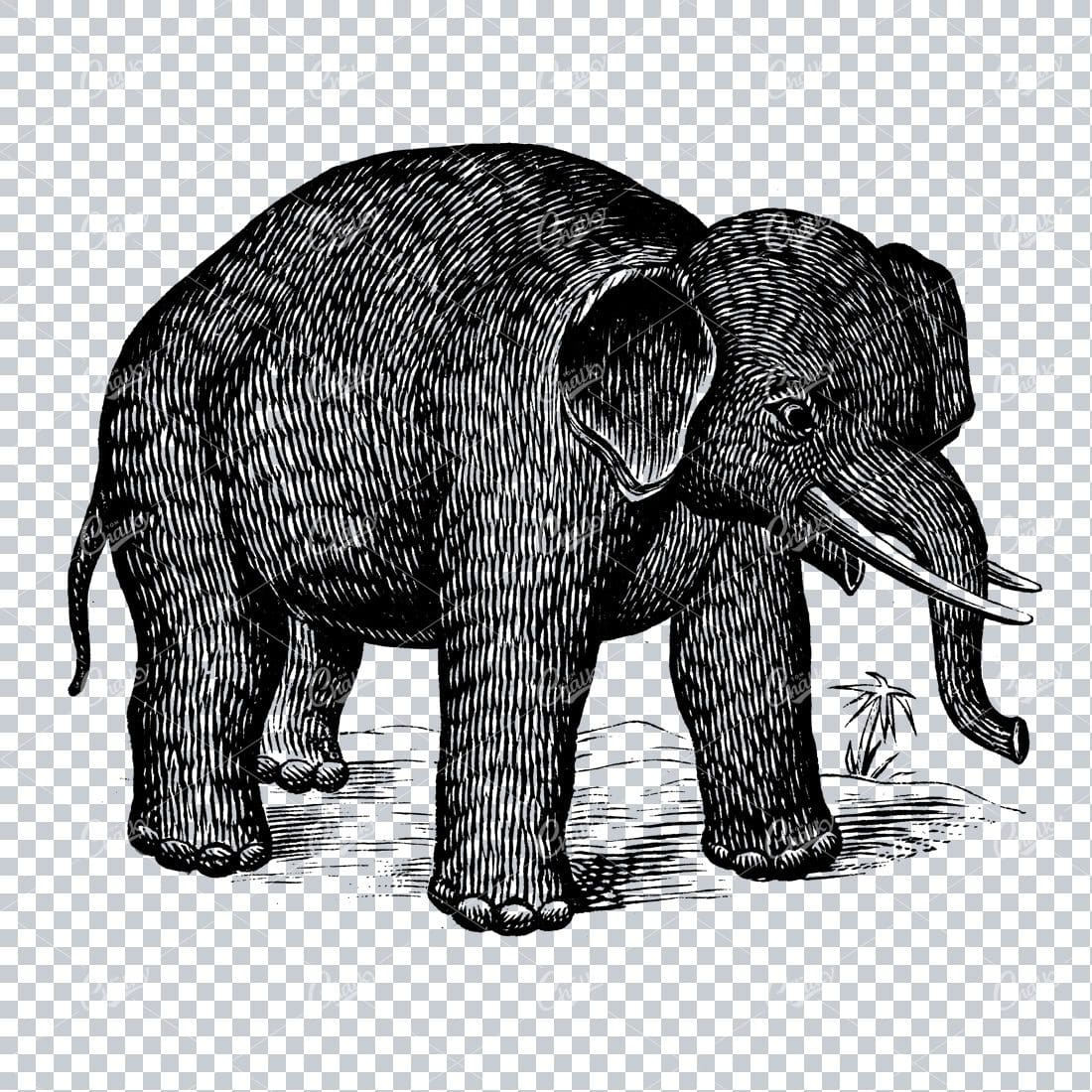 Antique Natural History Line Art Illustration - Elephant