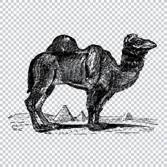 Antique Natural History Line Art Illustration - Camel No.1